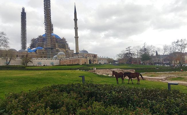 ATLAR, MEYDANI BOŞ BULDU