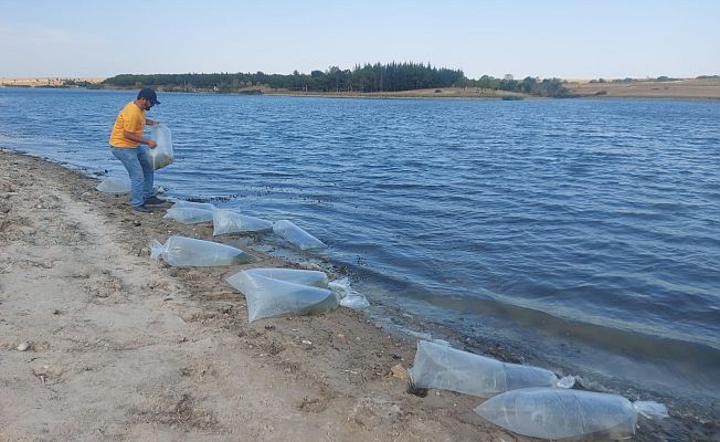 5.5 MİLYON YAVRU SAZAN GÖLETLERE SALINDI