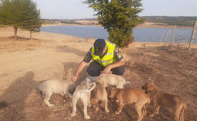 YAVRU KÖPEKLERE JANDARMA'DAN YARDIM ELİ