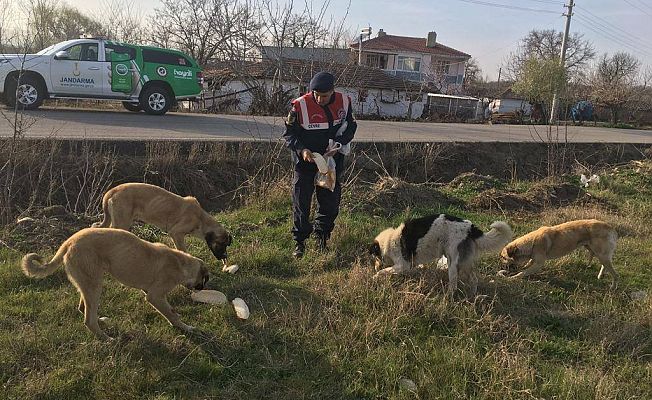 JANDARMA SAHİPSİZ KÖPEKLERİ YEMEKHANEDEN ARTAN EKMEKLERLE BESLEDİ