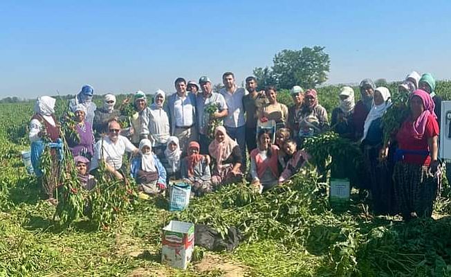 KARAAĞAÇ  BİBERİNİN HASADI SÜRÜYOR