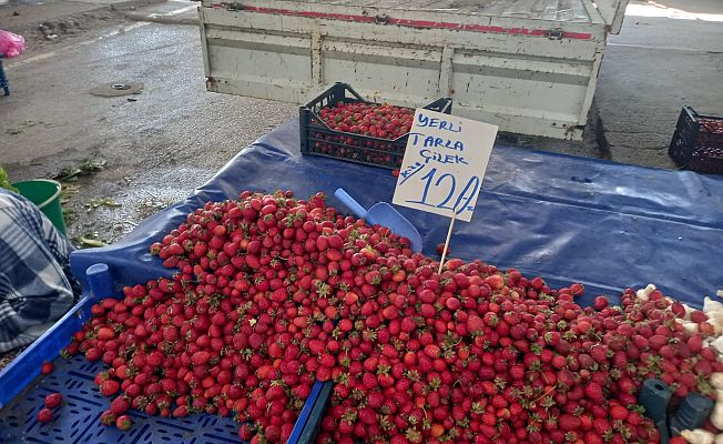 TARLA ÇİLEĞİ TEZGAHTA