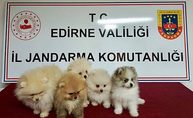 JANDARMA KAÇAK HAYVAN TİCARETİNE GEÇİT VERMEDİ